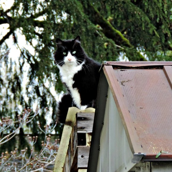 Meet your Posher, Shirley - Picture 11 of 16